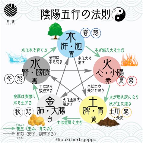 生肖陰陽|五行